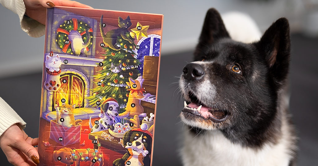 Jouluinen kuvitus kissojen ja koirien joulukalenteriin